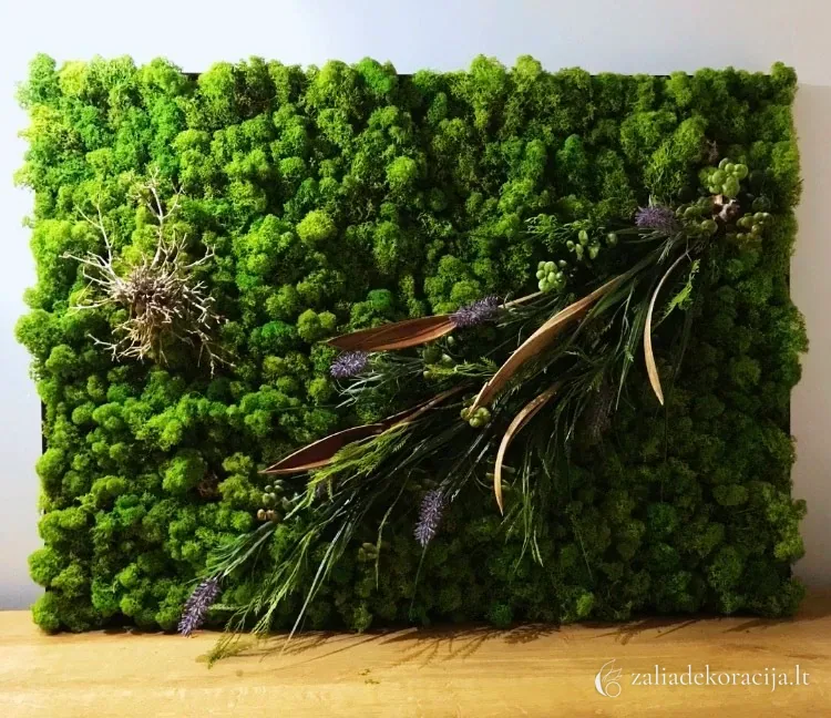 Stabilizuotų samanų kūrinys — paveikslai, 70 x 60